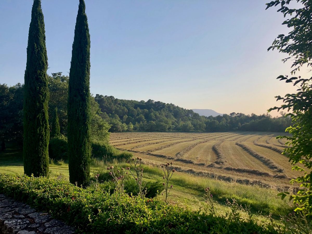 Deux cyprès devant les champs fauchés et les collines boisées, vus depuis le mas.
