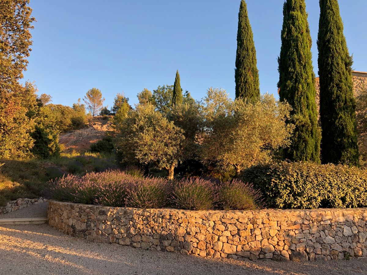 Scrubland, olive trees and tall cypresses above a dry-stone wall, in the evening light.