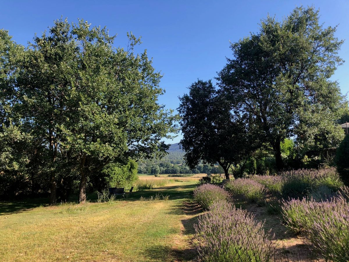 Une allée d’herbe entre deux grands chênes, bordée de lavandes, qui descend vers les champs.