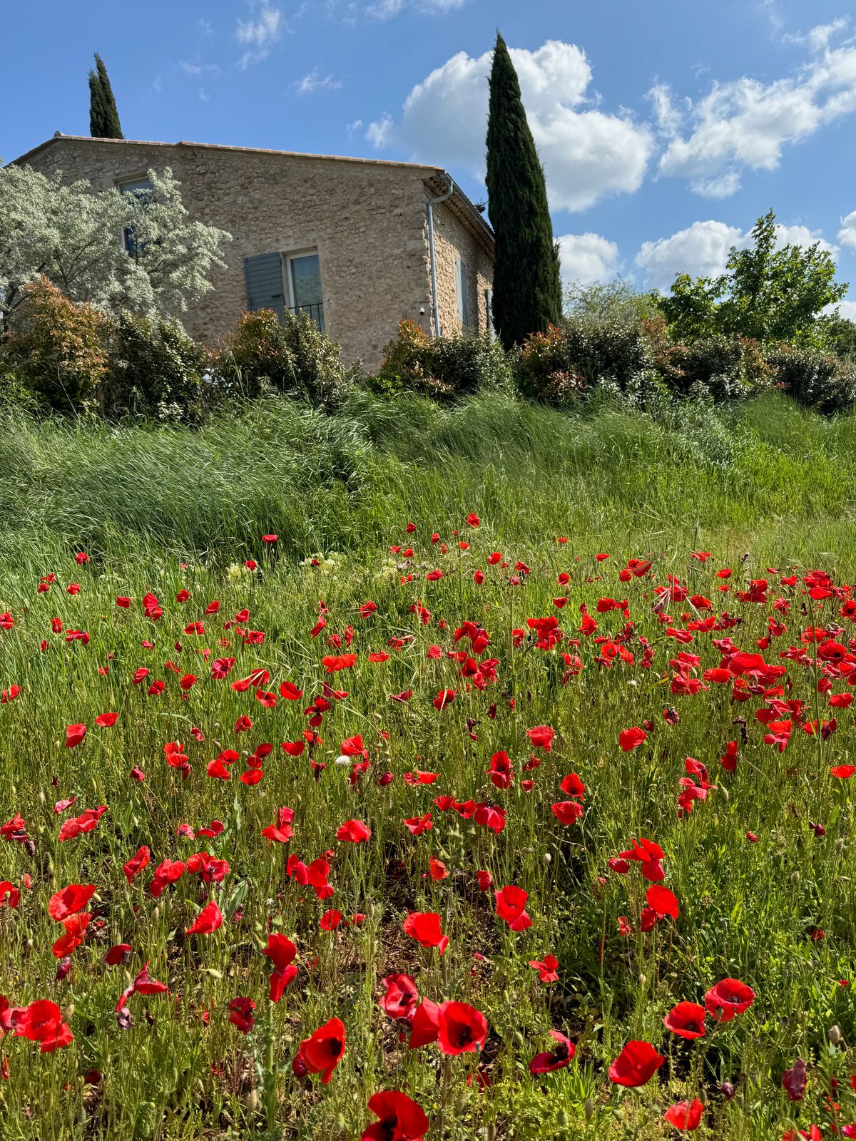 Un champ de coquelicots devant la maison, sous un ciel bleu.