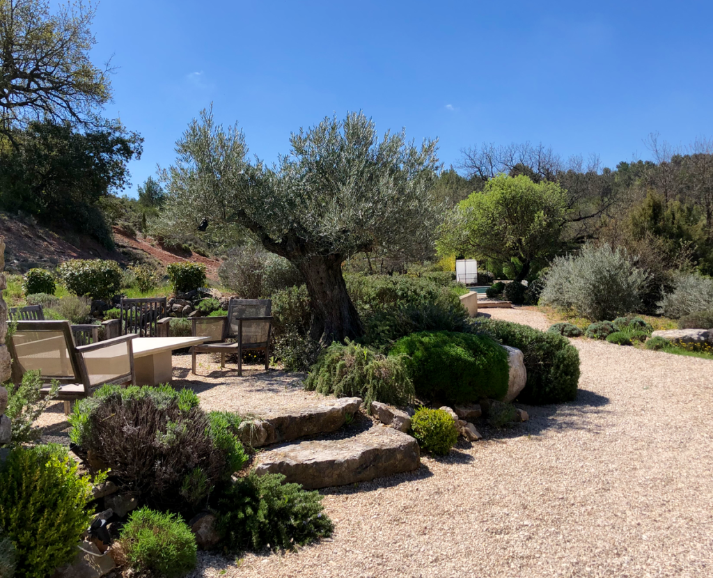 landscape of Provence terrace, path lined with Olive trees and lavenders