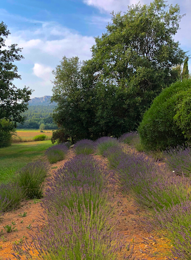 Lavender